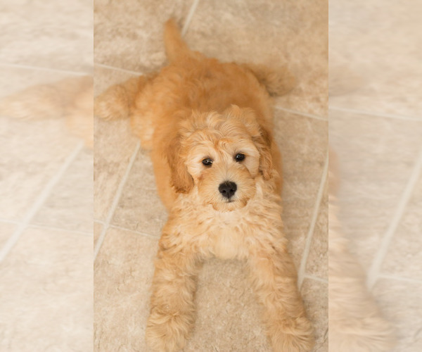 Medium Photo #8 Goldendoodle Puppy For Sale in BAY VIEW, WI, USA