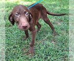 Small #2 Labrador Retriever Mix
