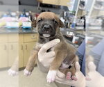 Small German Shepherd Dog Mix
