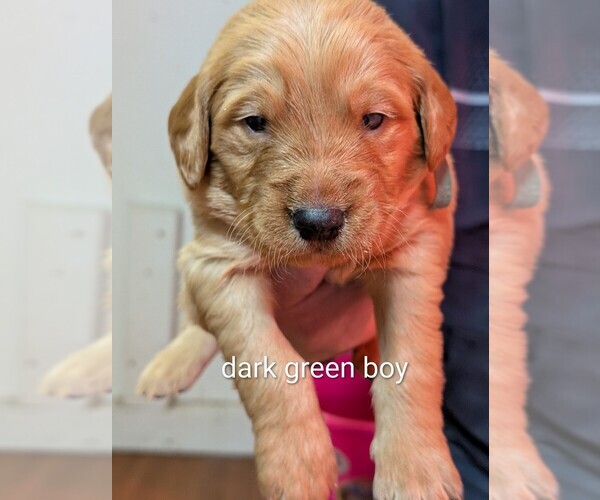 Medium Photo #7 Golden Retriever Puppy For Sale in BRADFORD, OH, USA