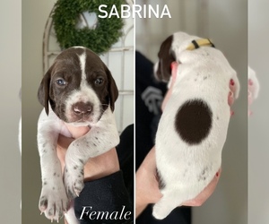 German Shorthaired Pointer Puppy for sale in GRANTS PASS, OR, USA