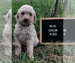 Puppy 4 Poodle (Standard)