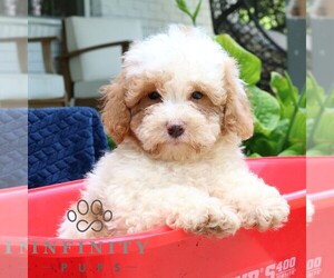 Cavapoo Puppy for sale in PARADISE, PA, USA