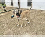 Small #5 Anatolian Shepherd-Rhodesian Ridgeback Mix
