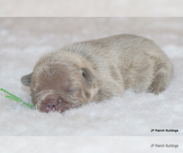 Medium Photo #5 French Bulldog Puppy For Sale in WINNSBORO, TX, USA