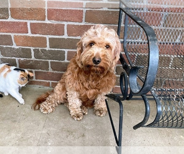 Medium Photo #1 Goldendoodle (Miniature) Puppy For Sale in FREDERICKSBURG, OH, USA