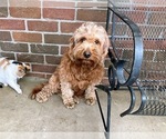 Small Photo #1 Goldendoodle (Miniature) Puppy For Sale in FREDERICKSBURG, OH, USA