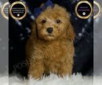 Puppy Loki Poodle (Miniature)