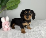 Small Photo #2 Dachshund Puppy For Sale in FRANKLIN, IN, USA