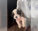 Puppy Aether Saint Bernard
