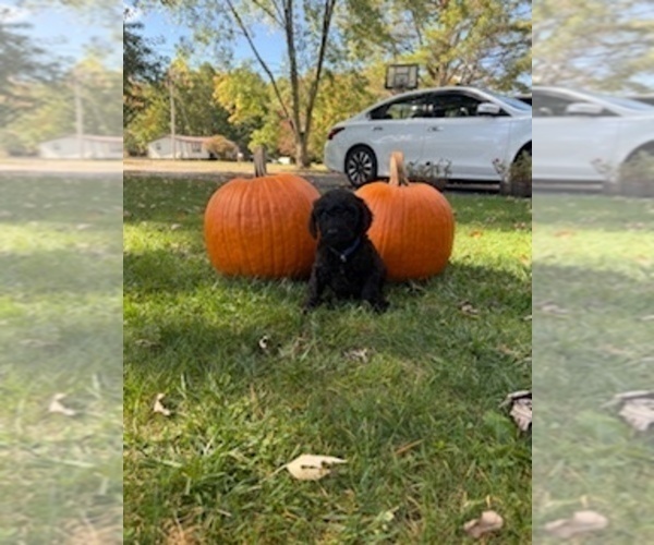 Medium Photo #1 Poodle (Standard) Puppy For Sale in BEAVER, WV, USA