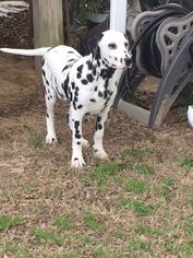 Dalmatian Puppy for sale in HEADLAND, AL, USA