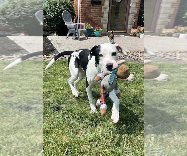 Medium Photo #2 Mutt Puppy For Sale in Springdale, PA, USA