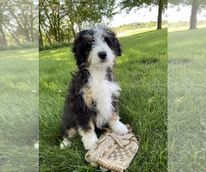 Miniature Bernedoodle Puppy for sale in MIDDLEBURY, IN, USA