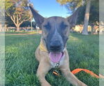 Small Bull Terrier Mix