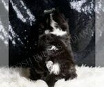 Small #4 Cavalier King Charles Spaniel