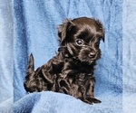 Small #14 Morkie
