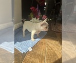 Small Photo #2 French Bulldog Puppy For Sale in EDMOND, OK, USA