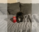 Small #4 Pomeranian