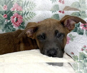 Mutt Dogs for adoption in Wetumpka, AL, USA