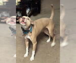 Small #1 American Pit Bull Terrier Mix