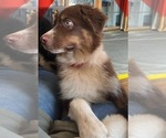 Small Photo #17 Australian Shepherd Puppy For Sale in MERCER, WI, USA