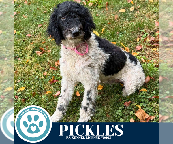 Medium Photo #2 Mutt Puppy For Sale in Kimberton, PA, USA