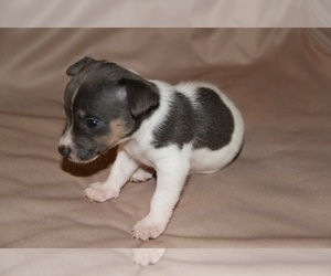 Teddy Roosevelt Terrier Puppy for sale in ANNA, IL, USA