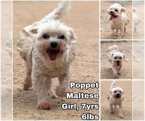 Maltese Dogs for adoption in Seattle, WA, USA