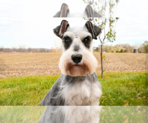 Mother of the Schnauzer (Miniature) puppies born on 05/09/2025