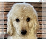 Small Photo #26 Goldendoodle Puppy For Sale in PENSACOLA, FL, USA