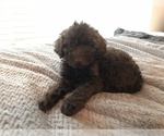 Small Photo #2 Labradoodle Puppy For Sale in SAN FRANCISCO, CA, USA