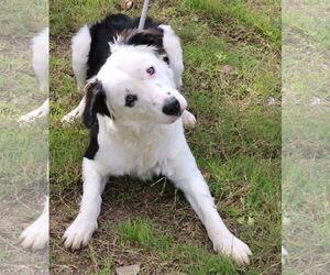 Borador Dogs for adoption in Bandera, TX, USA