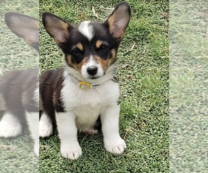 Medium Aussie-Corgi