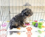 Layla - Female Cavapoo (Miniature)-Poodle (Toy) Mix Puppy for Sale - Small photo