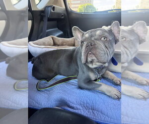 French Bulldog Dogs for adoption in Marina Del Rey, CA, USA