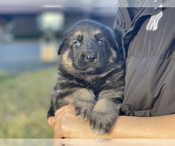 Medium Photo #4 German Shepherd Dog Puppy For Sale in LAKE STEVENS, WA, USA