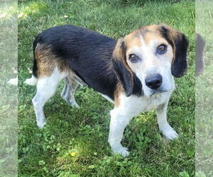 Beagle Dogs for adoption in Batavia, OH, USA