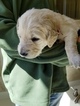 Small Photo #23 Goldendoodle Puppy For Sale in DALLAS, GA, USA