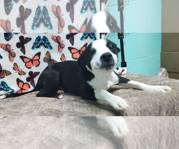 Medium Photo #2 Mutt Puppy For Sale in Wetumpka, AL, USA