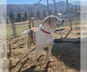 Beagle-Unknown Mix Dogs for adoption in Rutledge, TN, USA