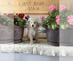 Golden Retriever Puppy for Sale in WESTCLIFFE, Colorado USA