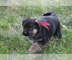 German Shepherd Dog Puppy for sale in OAK GROVE, OR, USA