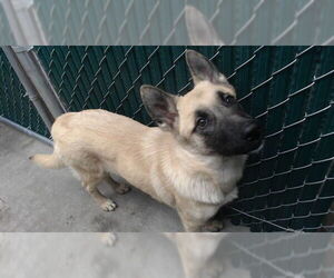 Mutt Dogs for adoption in Downey, CA, USA