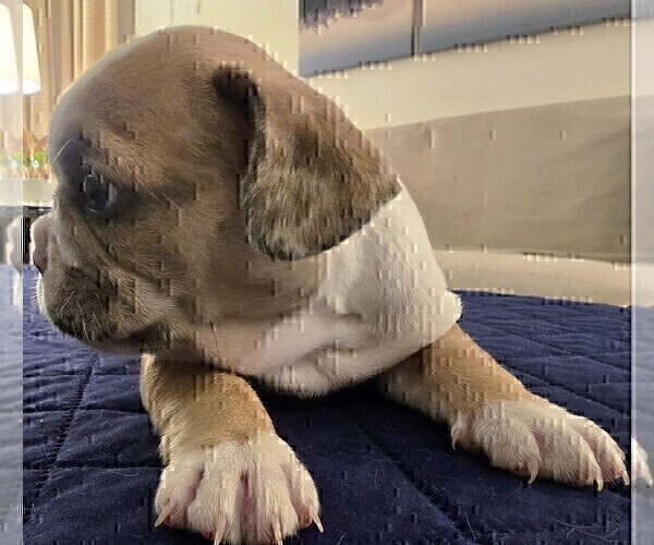 Medium Photo #9 French Bulldog Puppy For Sale in CHINO HILLS, CA, USA