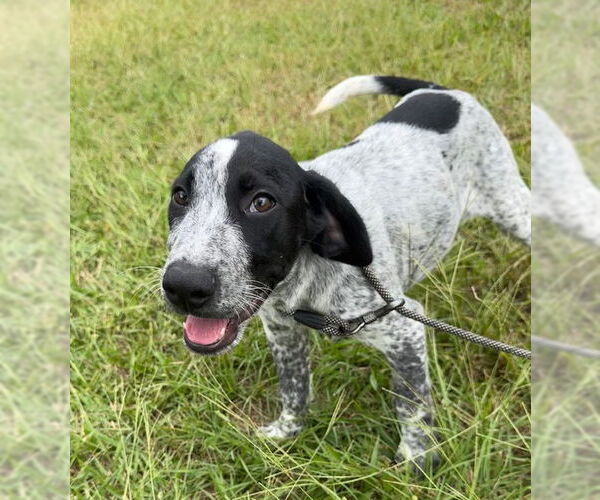 Medium Photo #4 Pointer-Unknown Mix Puppy For Sale in Tarrytown, GA, USA