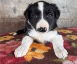 Image preview for Ad Listing. Nickname: Litter of 4