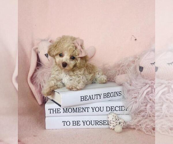 Medium Photo #1 Poodle (Toy) Puppy For Sale in WESTFIELD, IN, USA