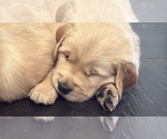 Puppy Major Golden Retriever