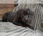 Puppy Lanson Labrador Retriever